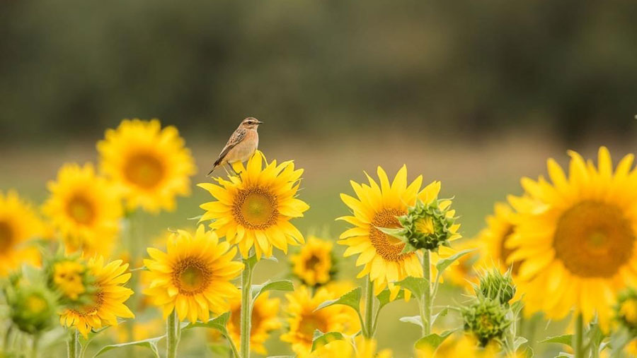 Winter bird food plots provide habitat and food for a range of farmland birds, including this whinchat © Bright Seeds 