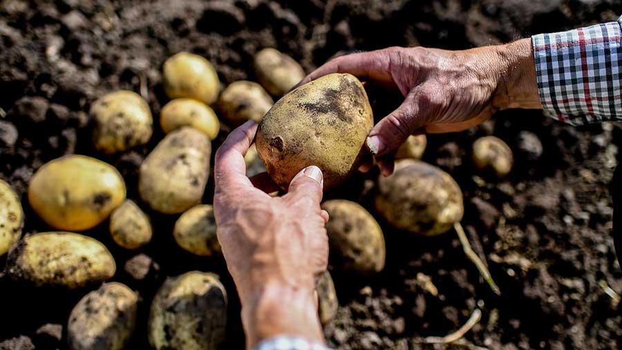 Person holding potato 