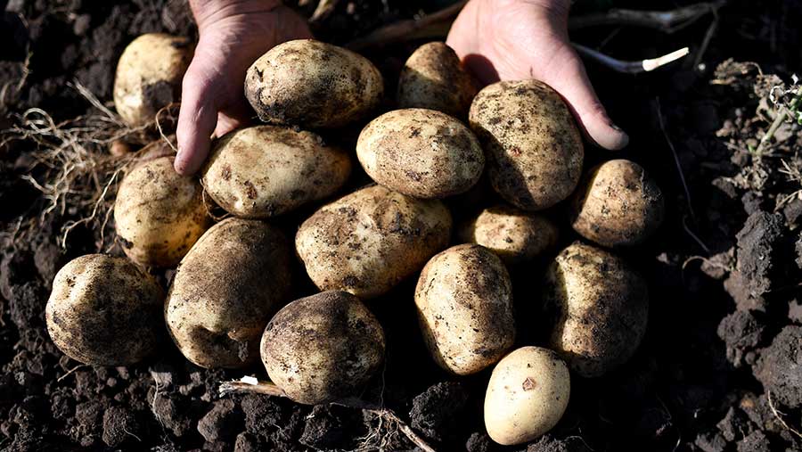 Person holding potatoes 