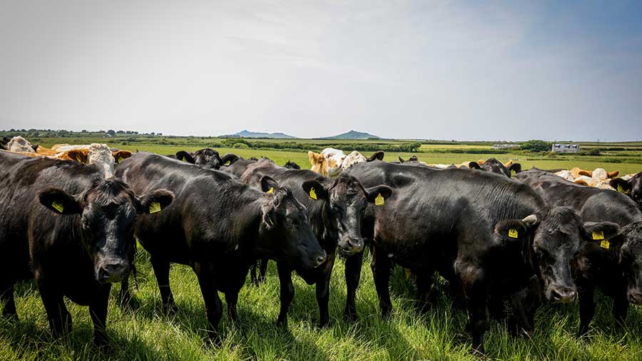 Cows in field