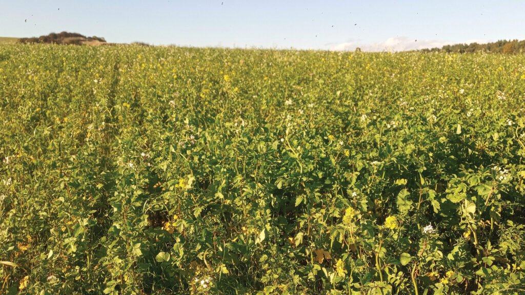 A cover crop of linseed and radish mustard