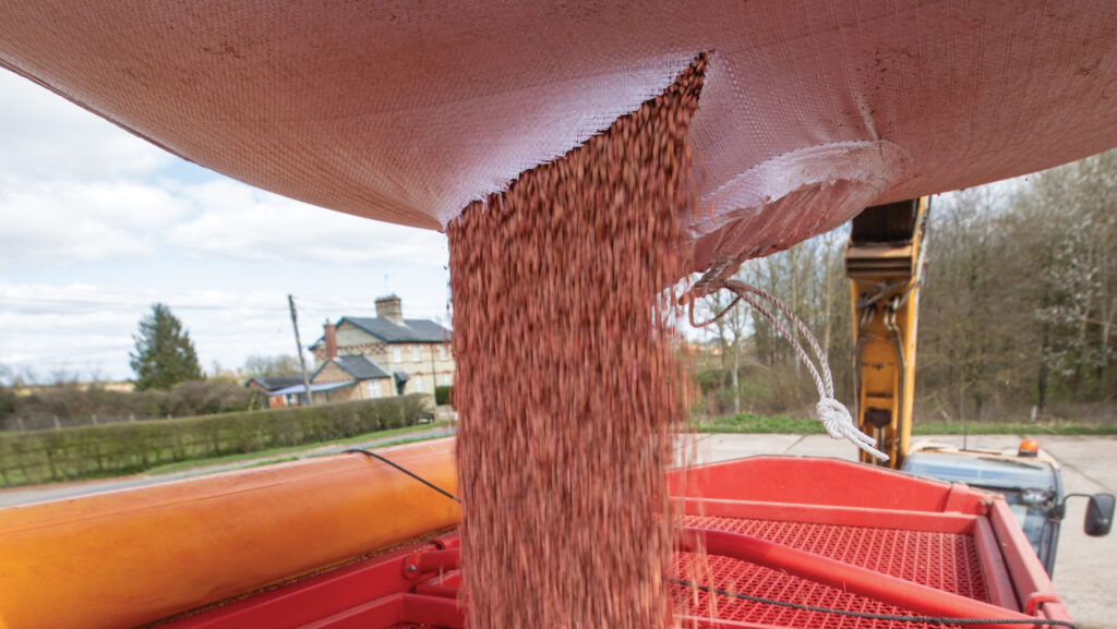 Treated seed being poured into a drill