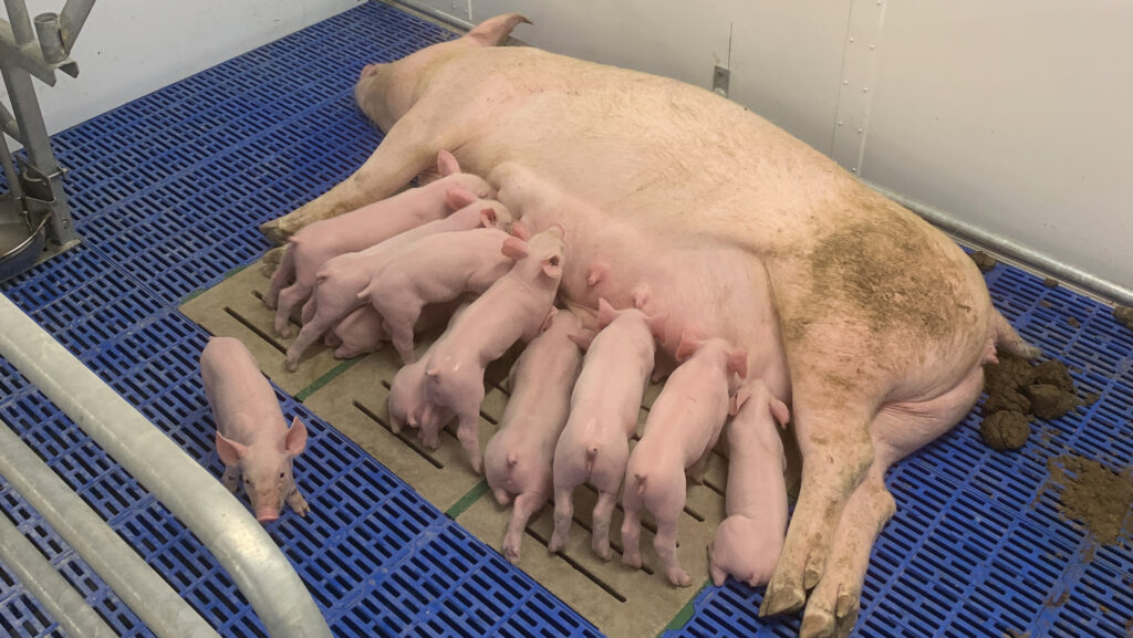 Litter and sow stretched out in opened up pen