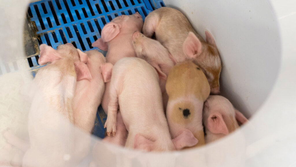 Litter of piglets in covered creep area