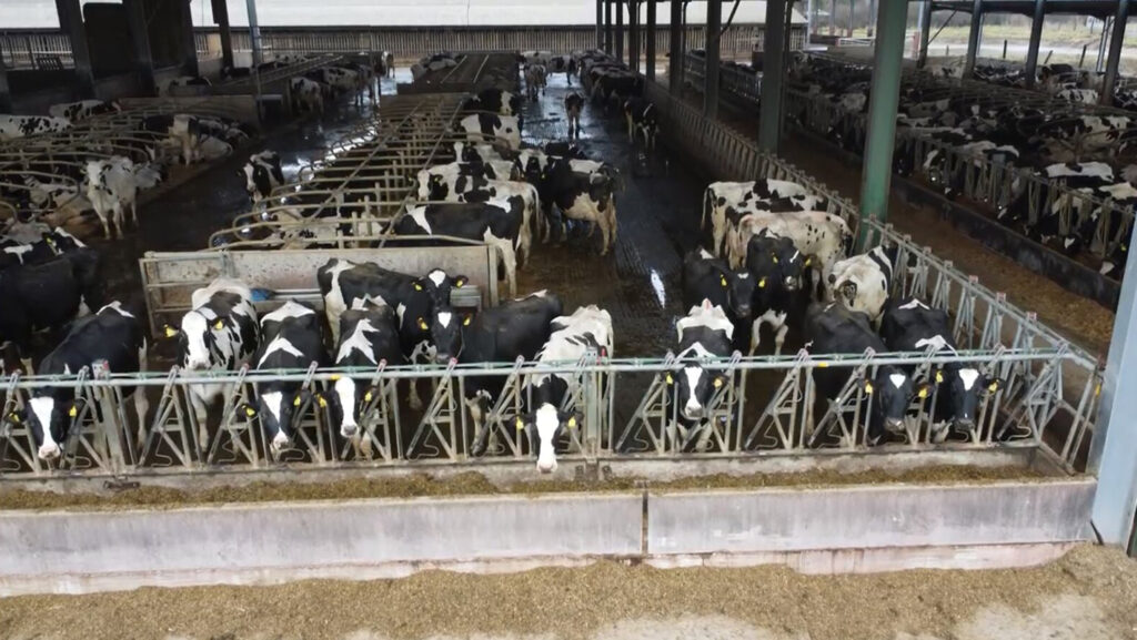 Arla suspends farmer after abuse footage from dairy farm - Farmers Weekly