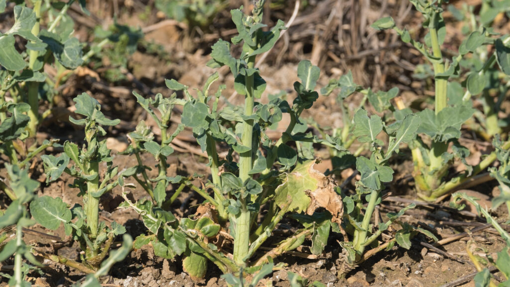 Pigeon damage to oilseed rape crop