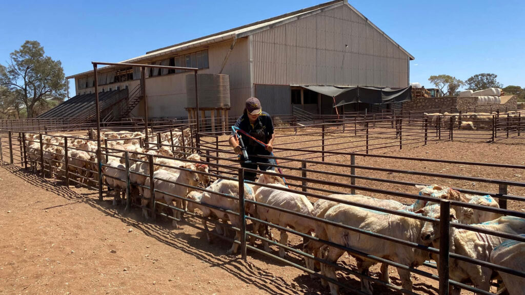 A sheep farm in Australia