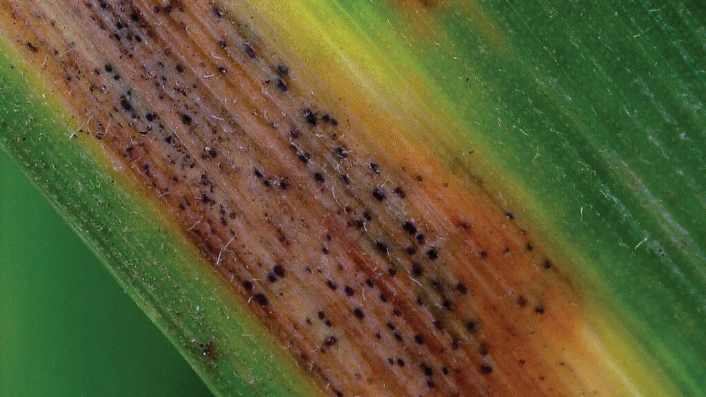 Septoria