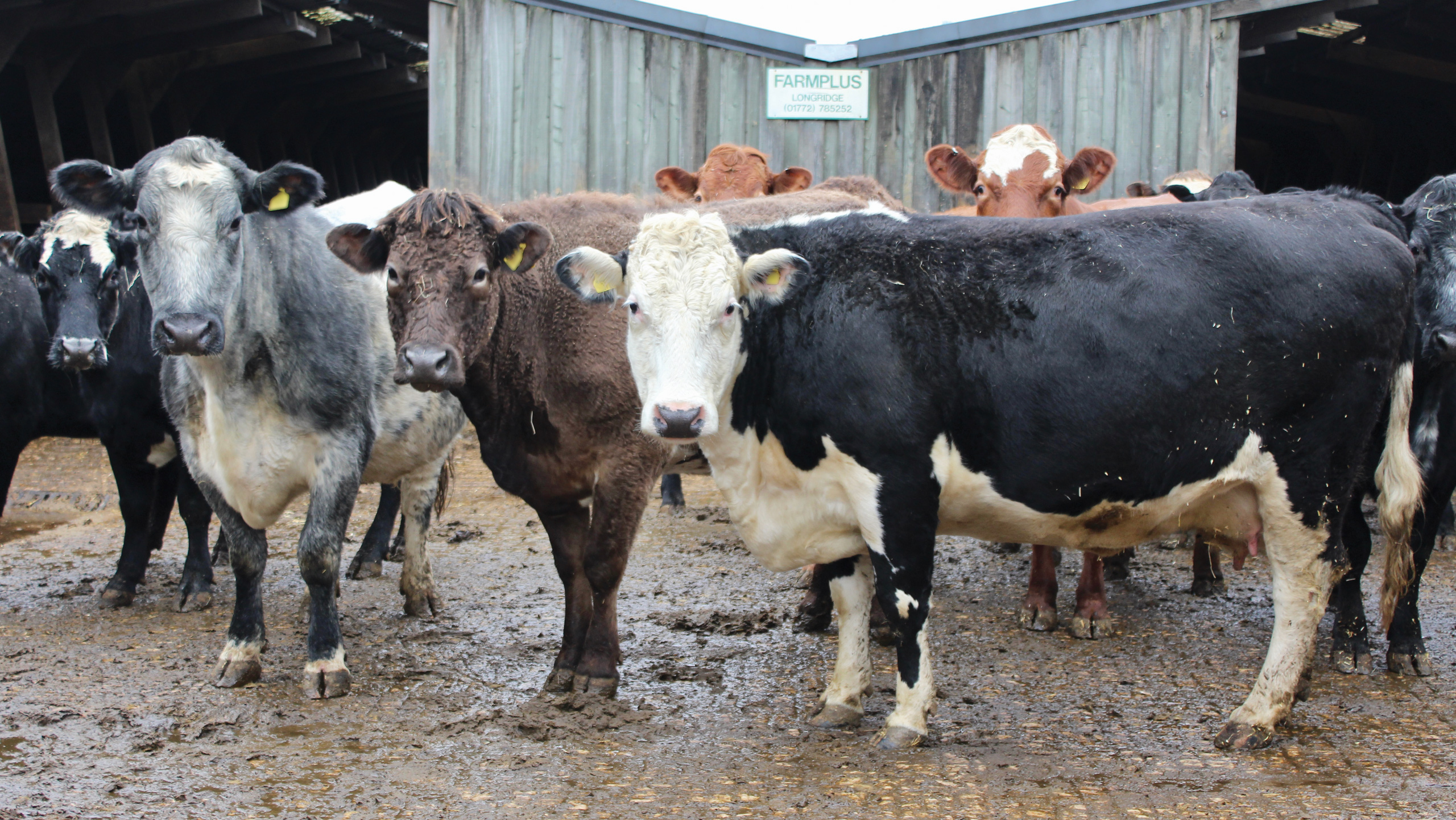 Cows on a farm