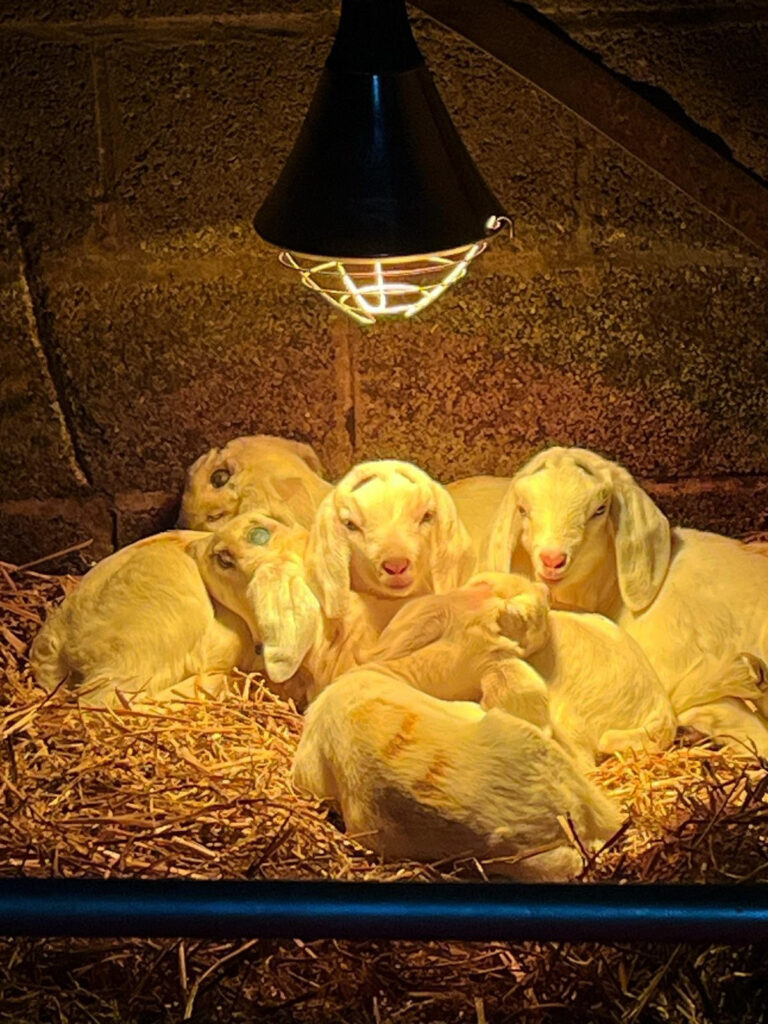 Newborn kids under a heat lamp on Mayalls Farm