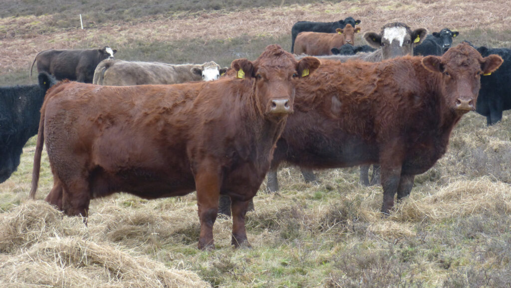 Cows in a field