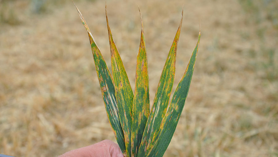 Septoria infected leaves