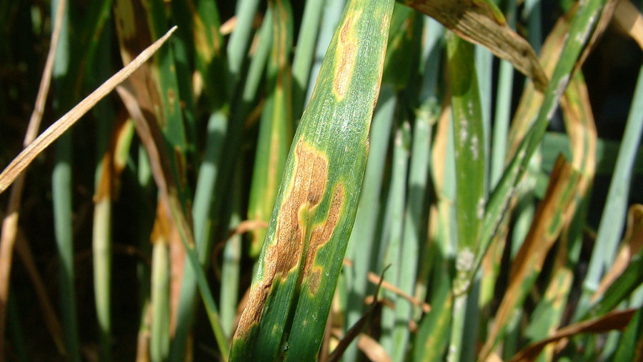 Septoria