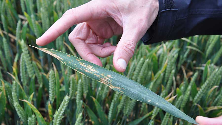 Septoria infection towards leaf tip