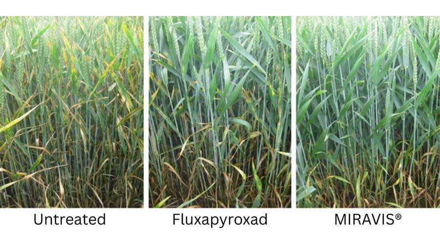 Unt vs FLX vs Miravis