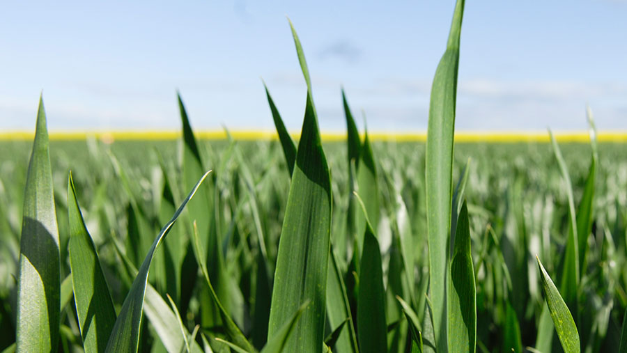 © Syngenta
