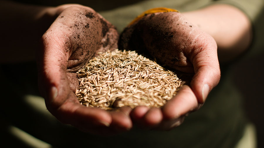 Grain in hands