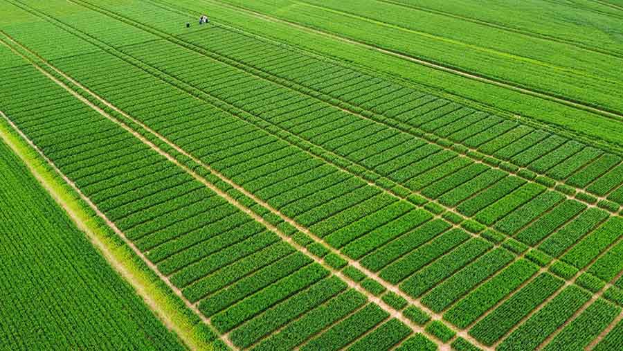 Aeria shot of field