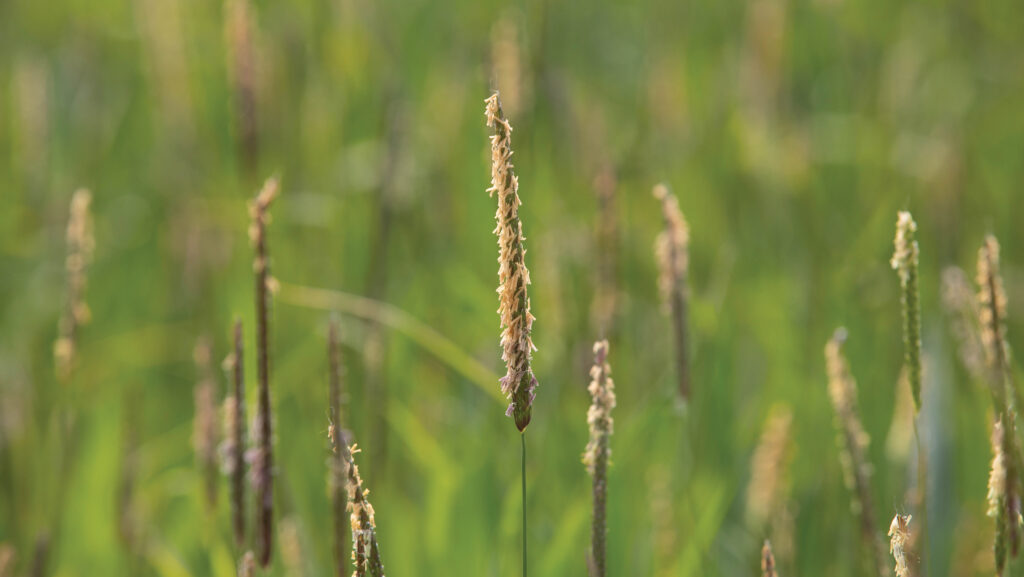 blackgrass