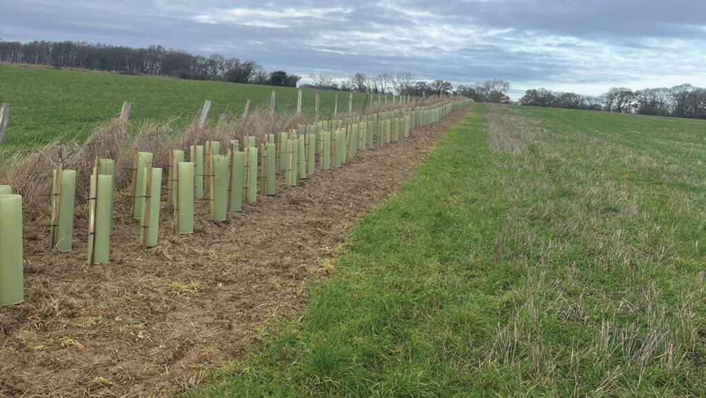 Hedge planting