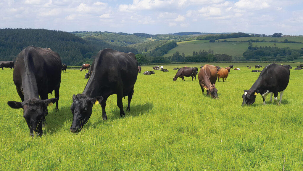 Maristow estate cows