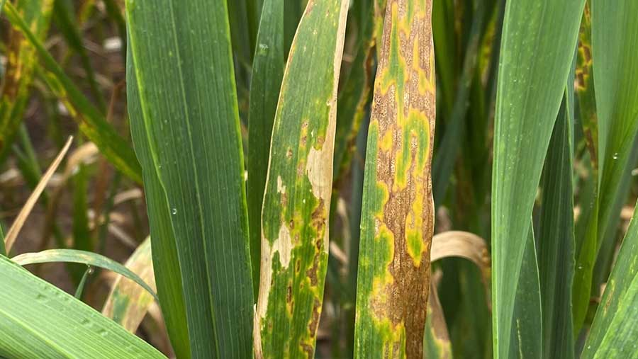 Septoria on crop