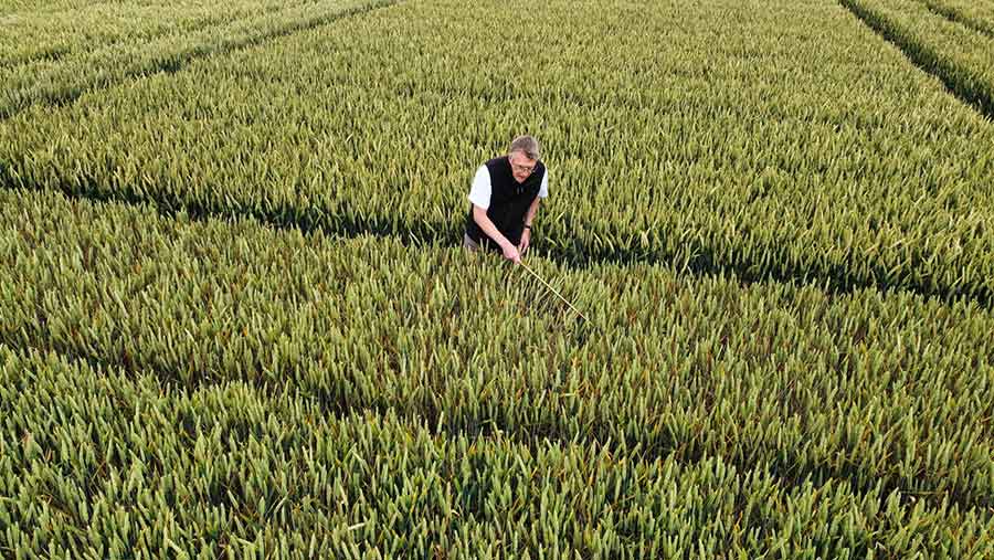 Crop field