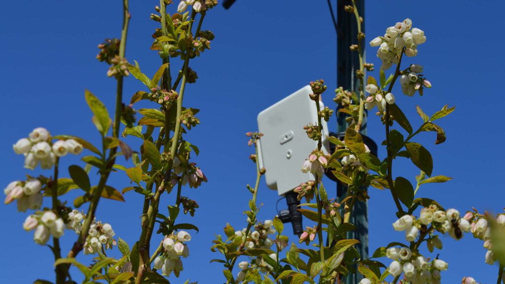 27 acoustic sensors to monitor pollinators in beet crops