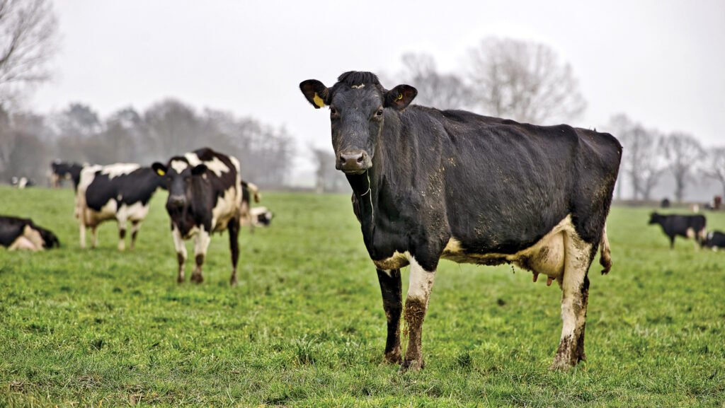Cow in field
