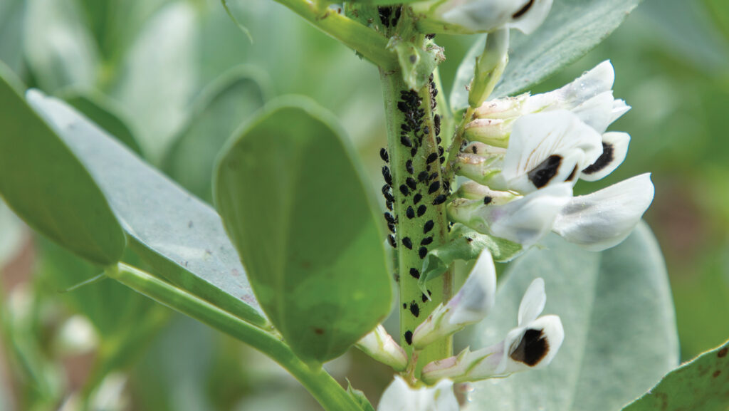 Black aphid on spring bean flowers