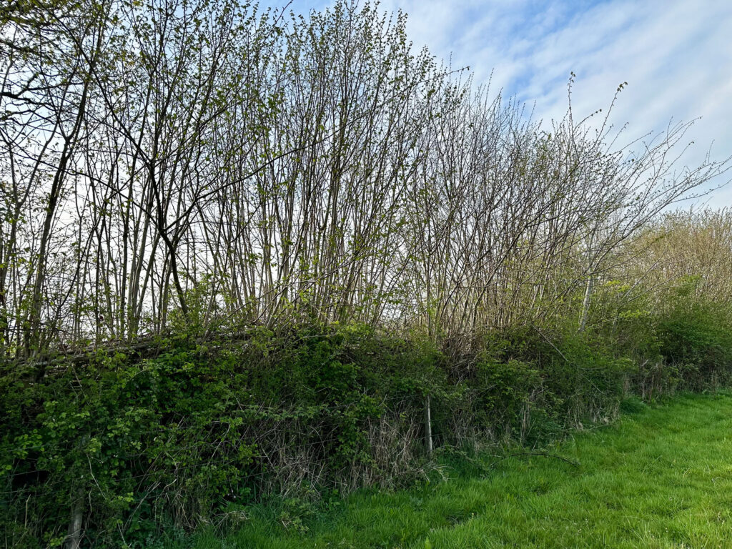 Trimmed hedgerows