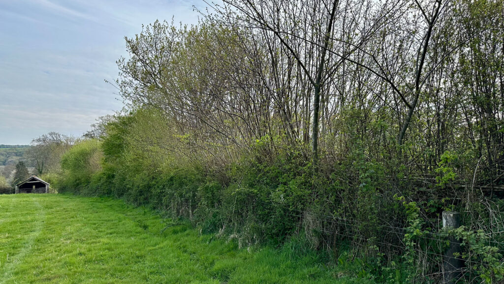 Browda hedgerows growing tall