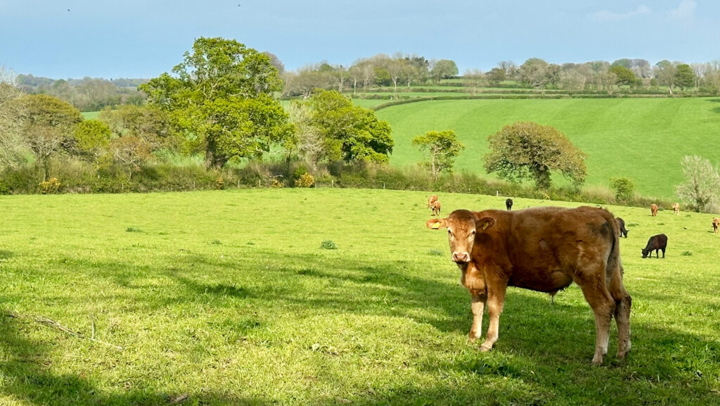 Boundary hedgerows at Browda