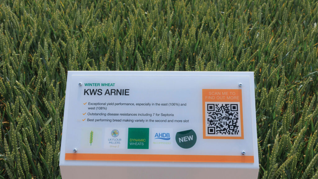 Arnie winter wheat variety