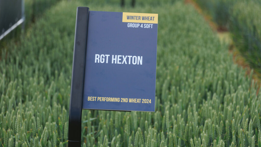 Hexton winter wheat variety