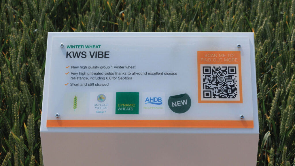 Vibe winter wheat variety
