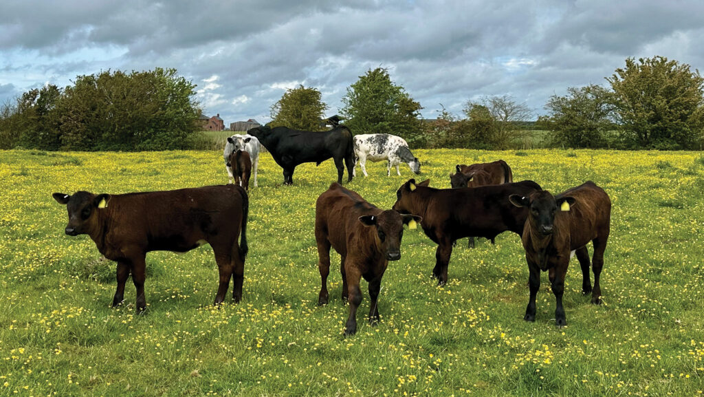 Angus bull with suckler herd