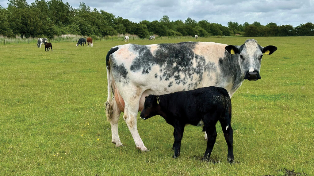Belgian Blue cross Holstein cow with calf