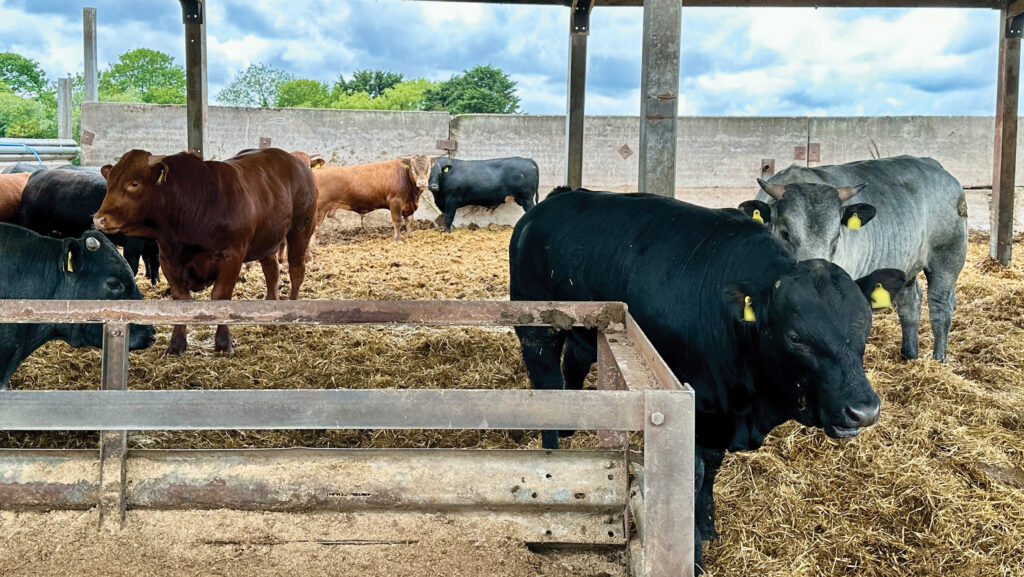 Bulls on straw