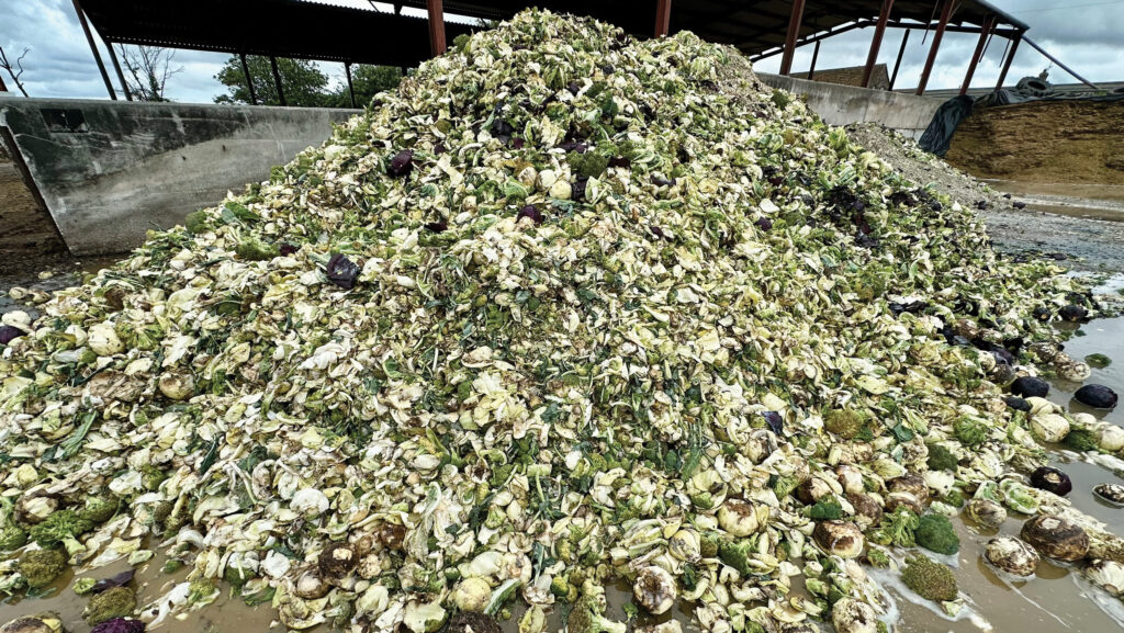 Veg waste for cattle feed