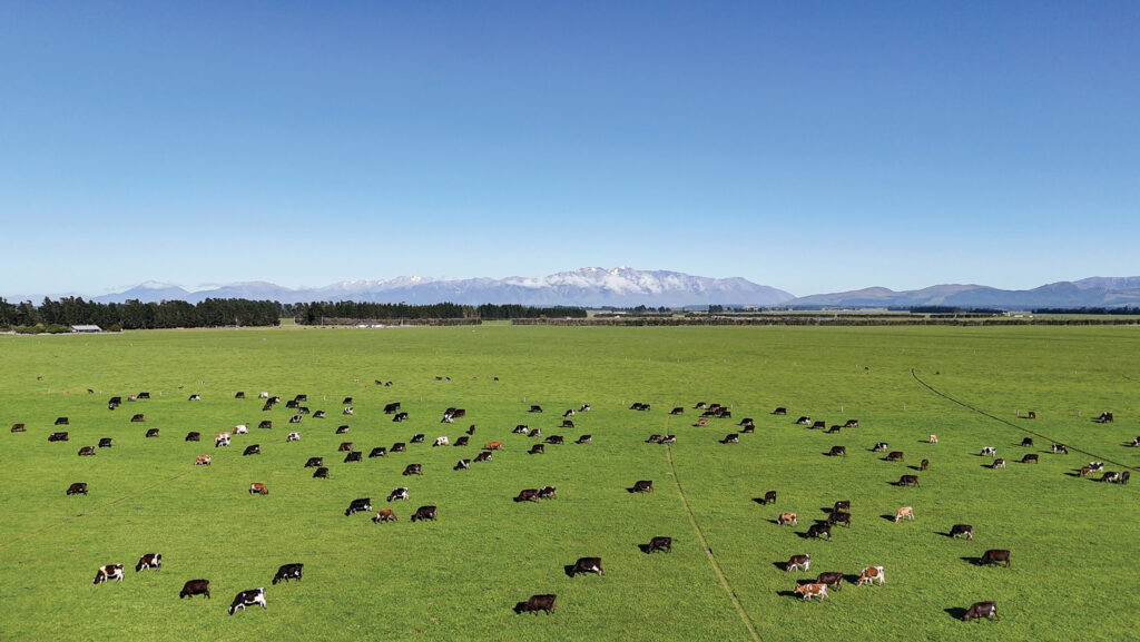 © Dairy Holdings