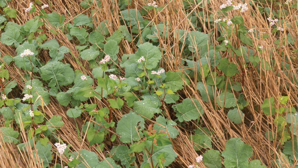 Oilseed rape