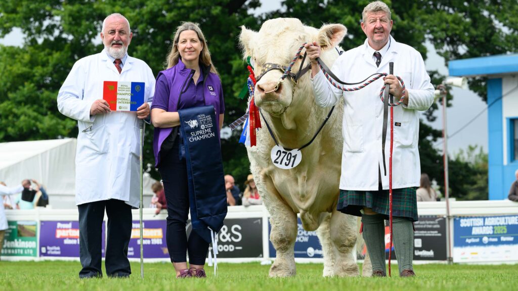 Overall cattle winner Falleninch Tommy © Ian Georgeson