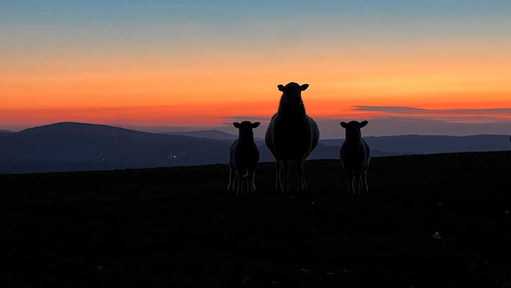 Farm scene with sheep and sunrise, Carmarthenshire