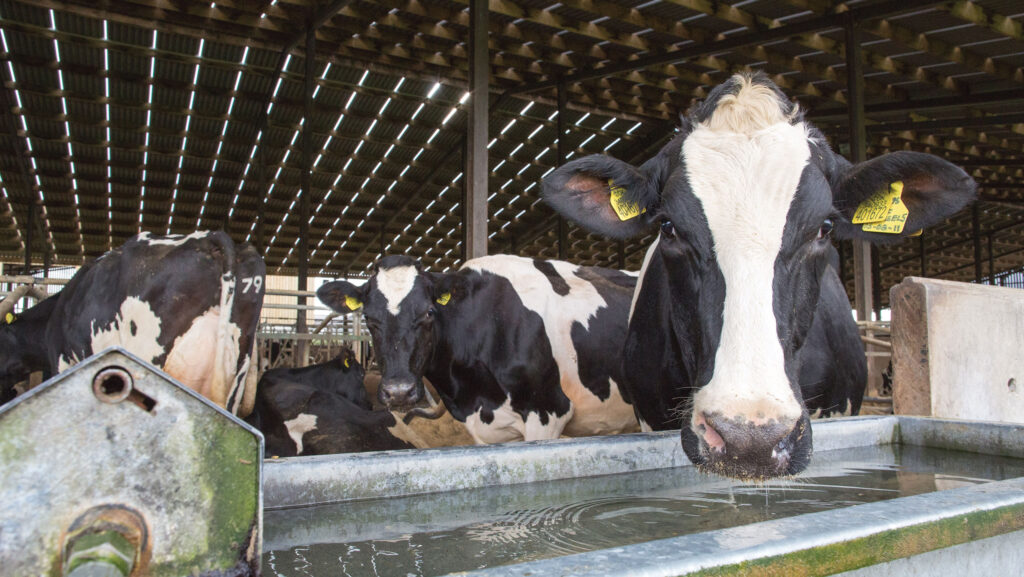 Dairy cows drinking water