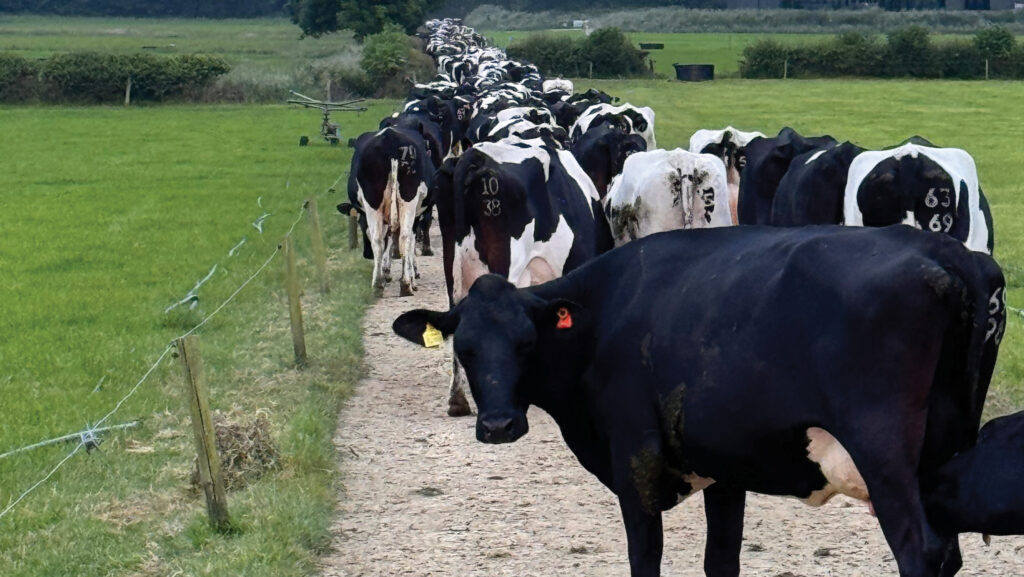 Cows