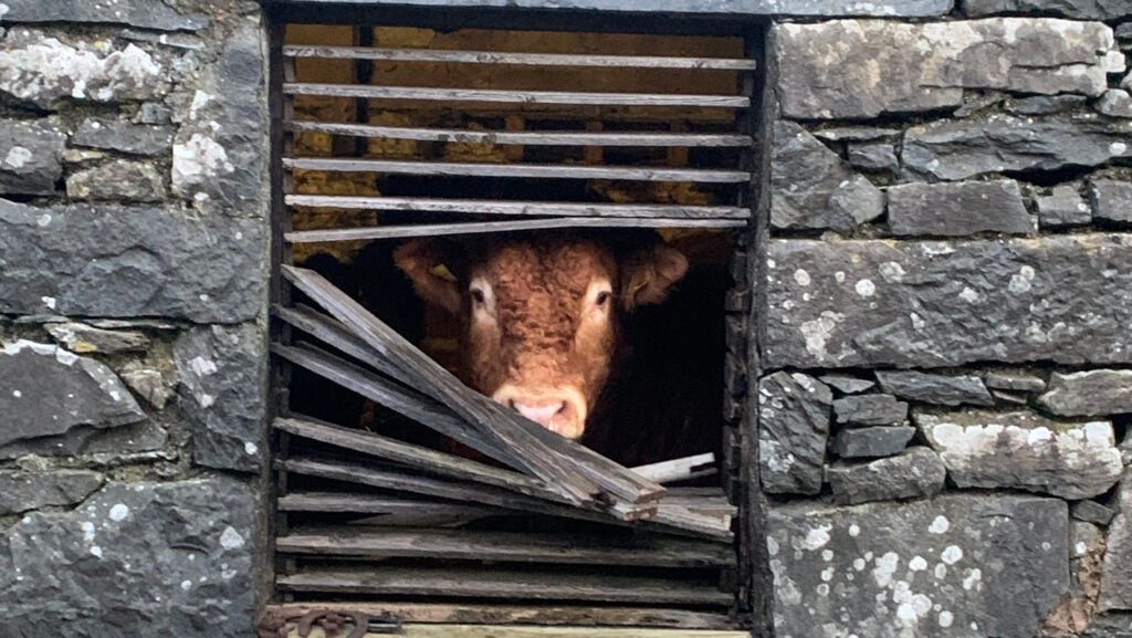 Donkey peeping out of stone barn