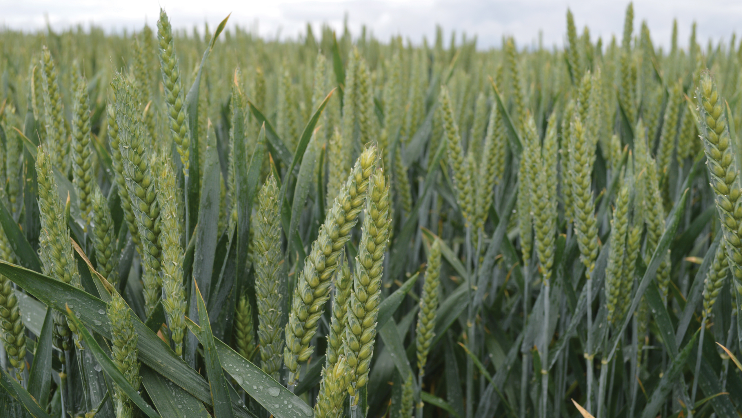 Close-up of wheat ears