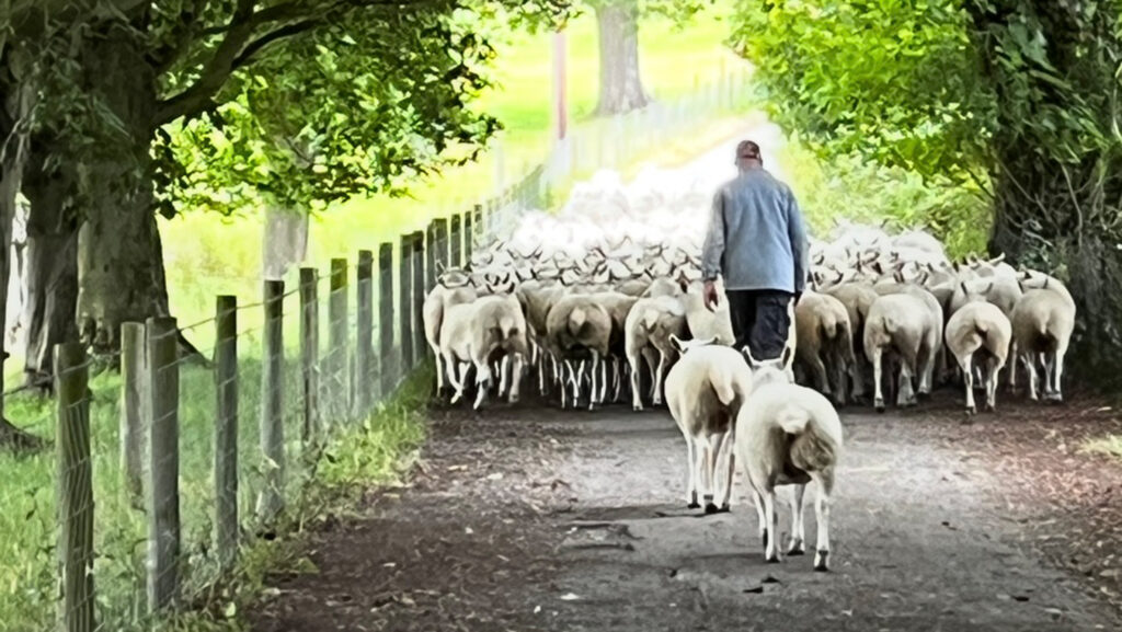 Farmer walking sheep, Denbighshire
