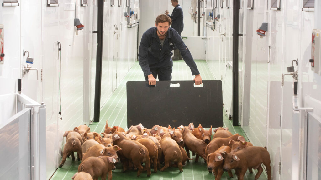 Worker using a board to move Duroc pigs